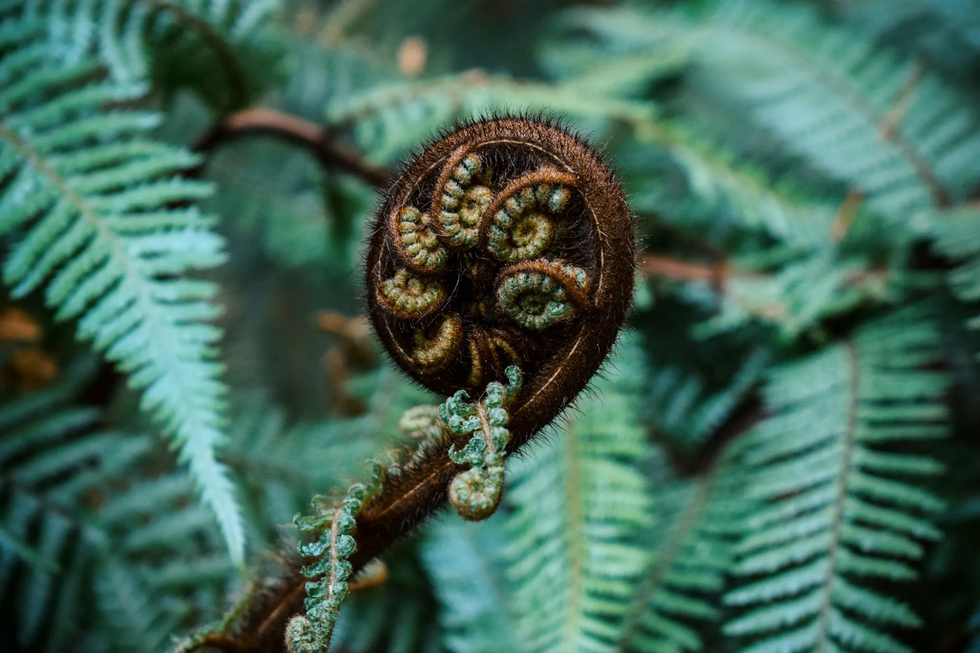 A young fern frond curled tight, just beginning to unfurl